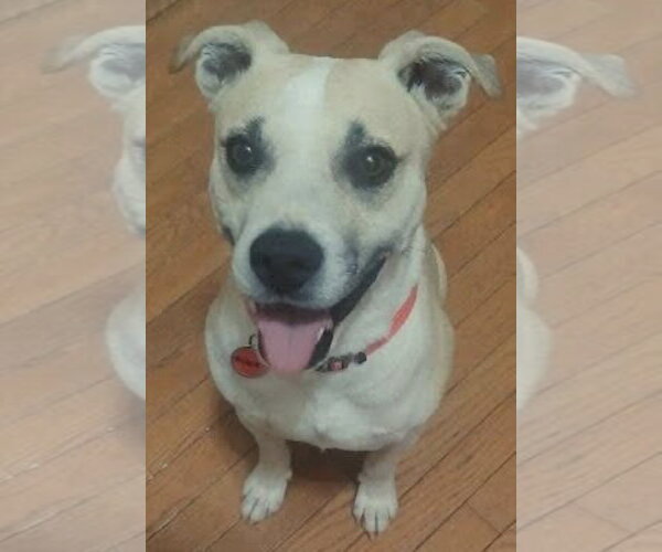 Medium Photo #1 Labbe Puppy For Sale in Mt. Laurel, NJ, USA