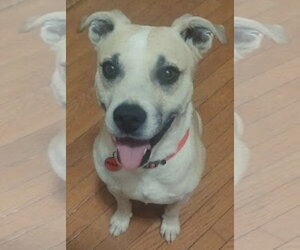 Labbe Dogs for adoption in Mt. Laurel, NJ, USA