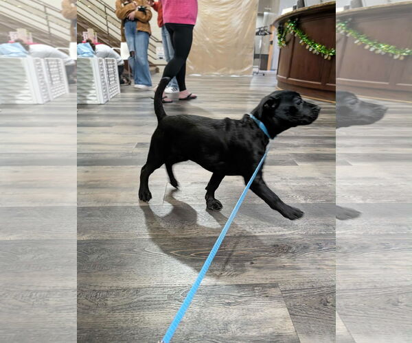 Medium Photo #4 Mutt Puppy For Sale in Holly Springs, NC, USA