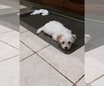 Small Photo #3 Maltese Puppy For Sale in ONTARIO, CA, USA