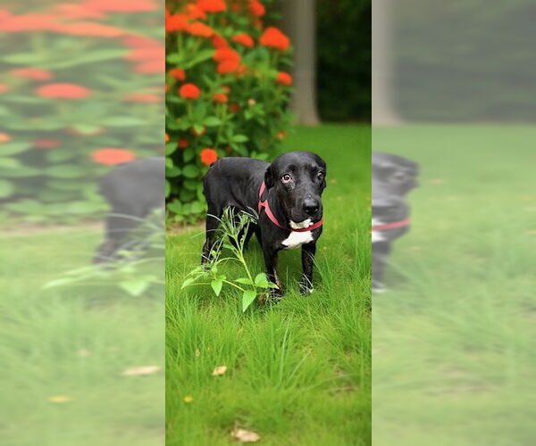 Medium Photo #3 Labrador Retriever Puppy For Sale in Weston, FL, USA