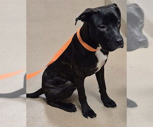 Mutt Dogs for adoption in Decatur, IL, USA