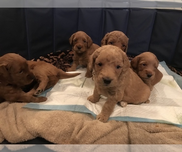 Medium Photo #2 Goldendoodle Puppy For Sale in FORT MYERS, FL, USA