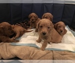 Small Photo #2 Goldendoodle Puppy For Sale in FORT MYERS, FL, USA