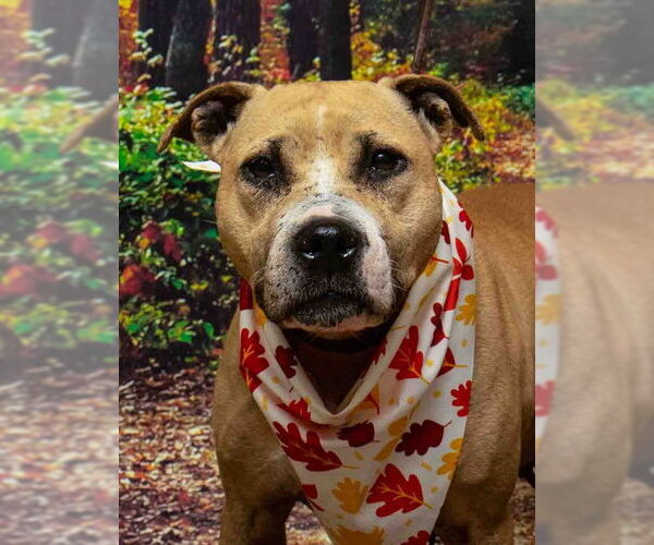 Medium Photo #2 Mutt Puppy For Sale in Sanford, FL, USA