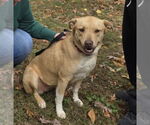 Small #3 American Staffordshire Terrier-Labrador Retriever Mix