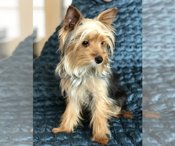 Medium Photo #6 Yorkshire Terrier Puppy For Sale in WOODSTOCK, CT, USA