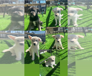 Goberian Puppy for sale in EL SOBRANTE, CA, USA