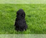 Small #5 Cockapoo (Miniature)