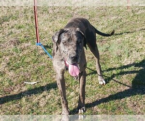 Great Dane Puppy for sale in SUNBRIGHT, TN, USA