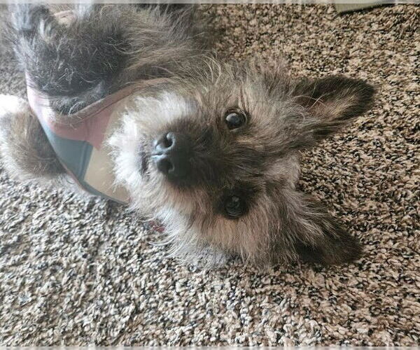 Medium Photo #3 Mutt Puppy For Sale in San Diego, CA, USA