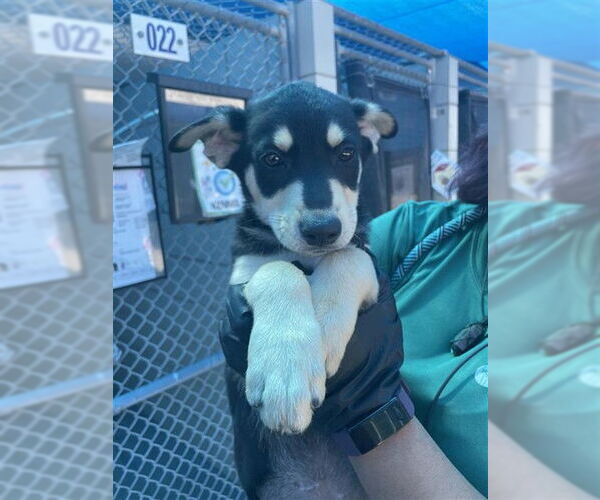 Medium Photo #1 Labrador Retriever-Unknown Mix Puppy For Sale in Corpus Christi, TX, USA