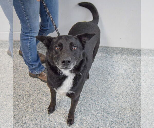 Medium Photo #5 Gerberian Shepsky Puppy For Sale in Huntley, IL, USA