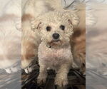Small #3 Bichon Frise