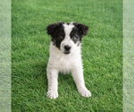 Small #1 Border Collie Mix