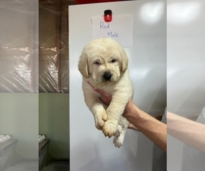 Labrenees Puppy for Sale in PEETZ, Colorado USA