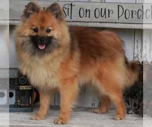 Pomeranian Puppy for sale in FREDERICKSBURG, OH, USA