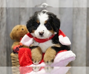 Bernese Mountain Dog Puppy for sale in FREDERICKSBG, OH, USA