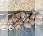 Small Photo #20 Golden Retriever Puppy For Sale in GIRARD, KS, USA