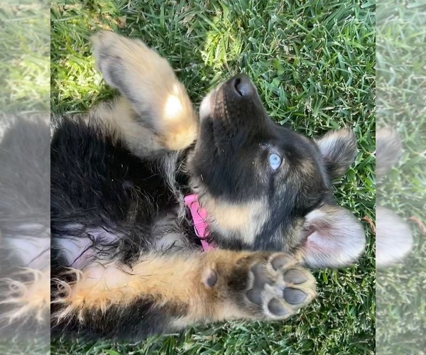Medium Photo #5 German Shepherd Dog-Siberian Husky Mix Puppy For Sale in JURUPA VALLEY, CA, USA