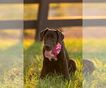 Zelda - Female Great Dane Dog for Adoption - Small photo