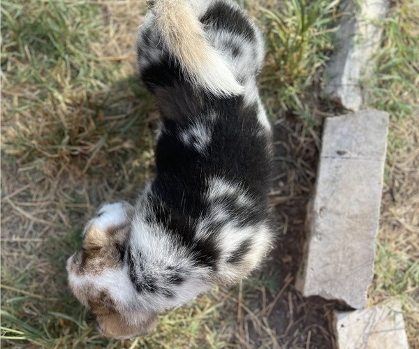 Medium Photo #11 American Corgi Puppy For Sale in COLLEGE STATION, TX, USA