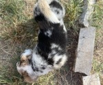 Small Photo #11 American Corgi Puppy For Sale in COLLEGE STATION, TX, USA