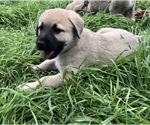 Small Photo #2 Anatolian Shepherd Puppy For Sale in ROBSTOWN, TX, USA