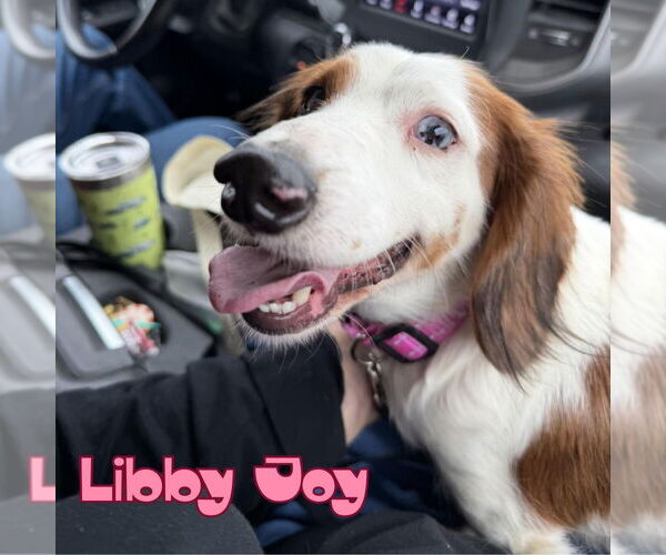 Medium Photo #7 Dachshund Puppy For Sale in San Antonio, TX, USA