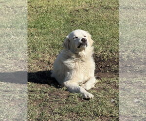 Charlie (aka Charles II) - Male Great Pyrenees Dog for Adoption - Photo #13