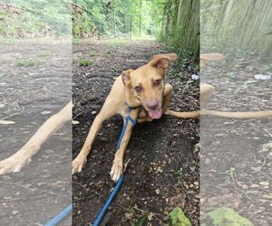 Carnela - Female Labrador Retriever-Unknown Mix Dog for Adoption - Photo #2