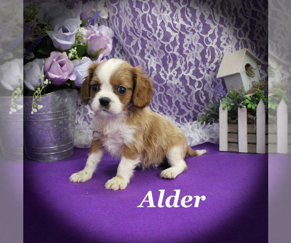 Medium Photo #3 Cavalier King Charles Spaniel Puppy For Sale in CHANUTE, KS, USA