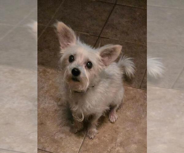Medium Photo #1 Norfolk Terrier-Unknown Mix Puppy For Sale in San Antonio, TX, USA