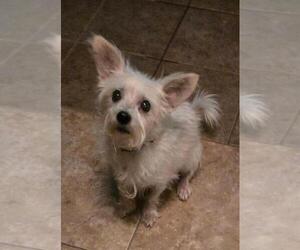 Norfolk Terrier-Unknown Mix Dogs for adoption in San Antonio, TX, USA