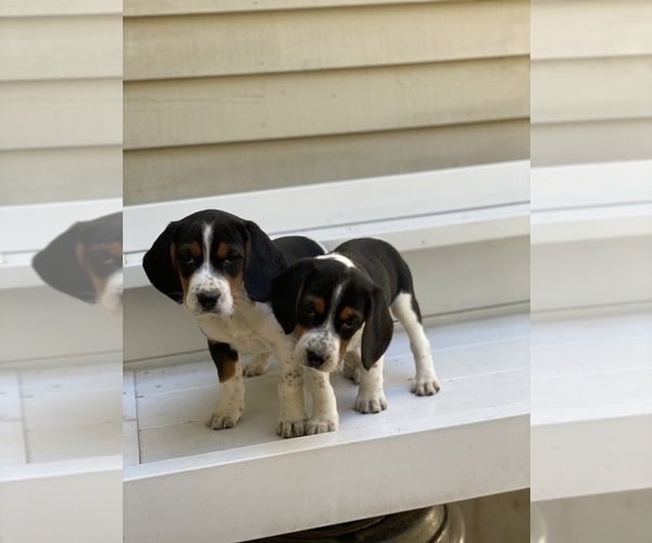 Medium Photo #1 Beagle Puppy For Sale in BURLINGTON, MA, USA