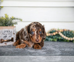 Small #2 Dachshund