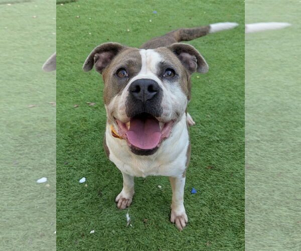 Medium Photo #4 American Staffordshire Terrier-Unknown Mix Puppy For Sale in Calhoun, GA, USA