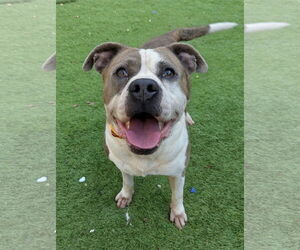 Osbourne - Male American Staffordshire Terrier-Unknown Mix Dog for Adoption - Photo #4