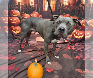 Mutt Dogs for adoption in Long Beach, CA, USA