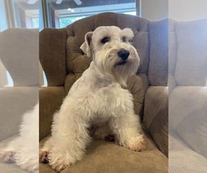Father of the Schnauzer (Miniature) puppies born on 05/18/2026