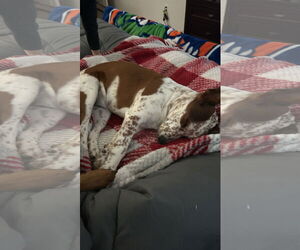 Mutt Dogs for adoption in Horn Lake, MS, USA