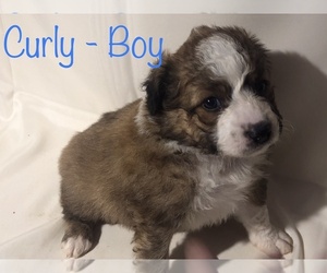 Australian Shepherd-Siberian Husky Mix Puppy for sale in TROUP, TX, USA