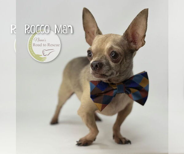 Medium Photo #1 Chihuahua Puppy For Sale in Benton, LA, USA