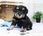 Small Photo #26 Schnauzer (Miniature) Puppy For Sale in SYRACUSE, IN, USA