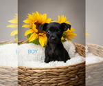 Small Chihuahua Mix
