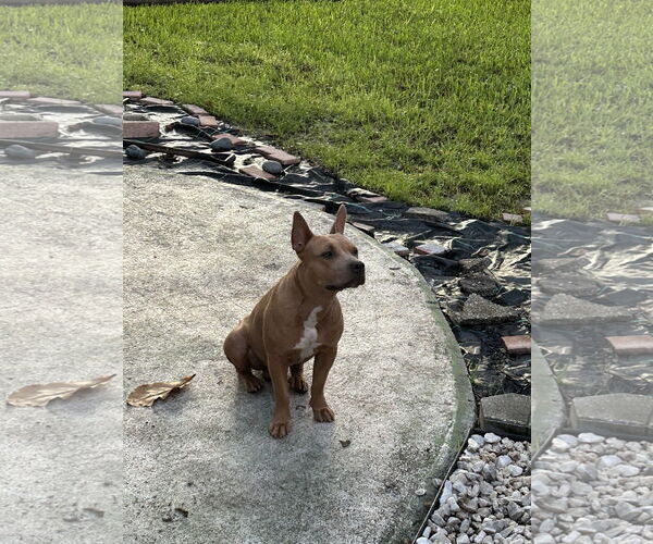 Medium Photo #3 Mutt Puppy For Sale in Miami, FL, USA