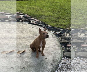 COURTESY POST: Chico - Male Mutt Dog for Adoption - Photo #3