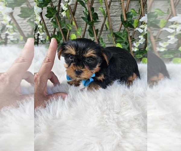 Medium Photo #5 Yorkshire Terrier Puppy For Sale in INDIANAPOLIS, IN, USA