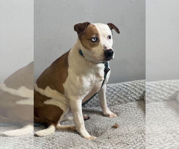 Medium Photo #2 American Staffordshire Terrier-Unknown Mix Puppy For Sale in Dana Point, CA, USA