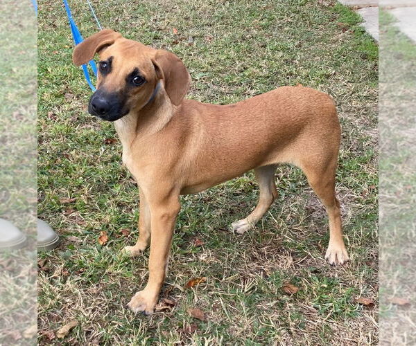 Medium Photo #3 Plott Hound-Unknown Mix Puppy For Sale in Canton, CT, USA